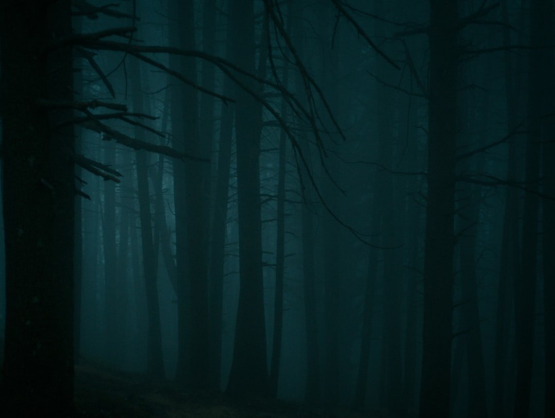 foggy forest path at night